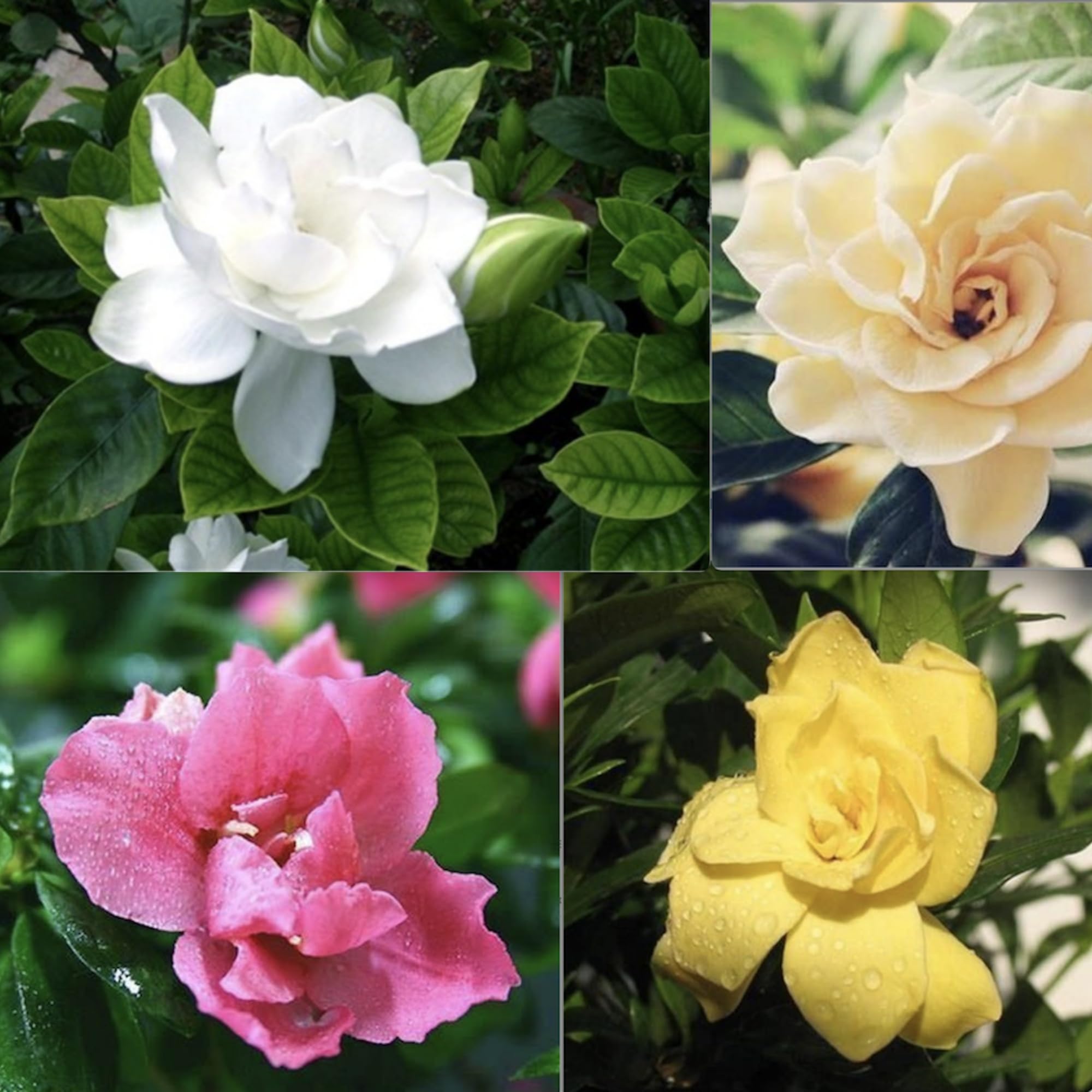 Amazon.com : 300+ Gardenia Jasminoides Seed Cape Jasmine Climber